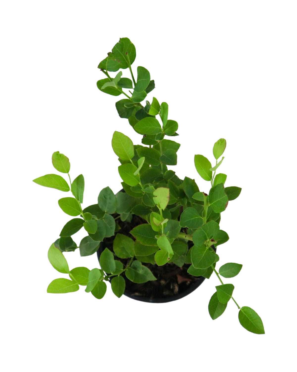 Blueberry 'Sweetheart' - Shrubs