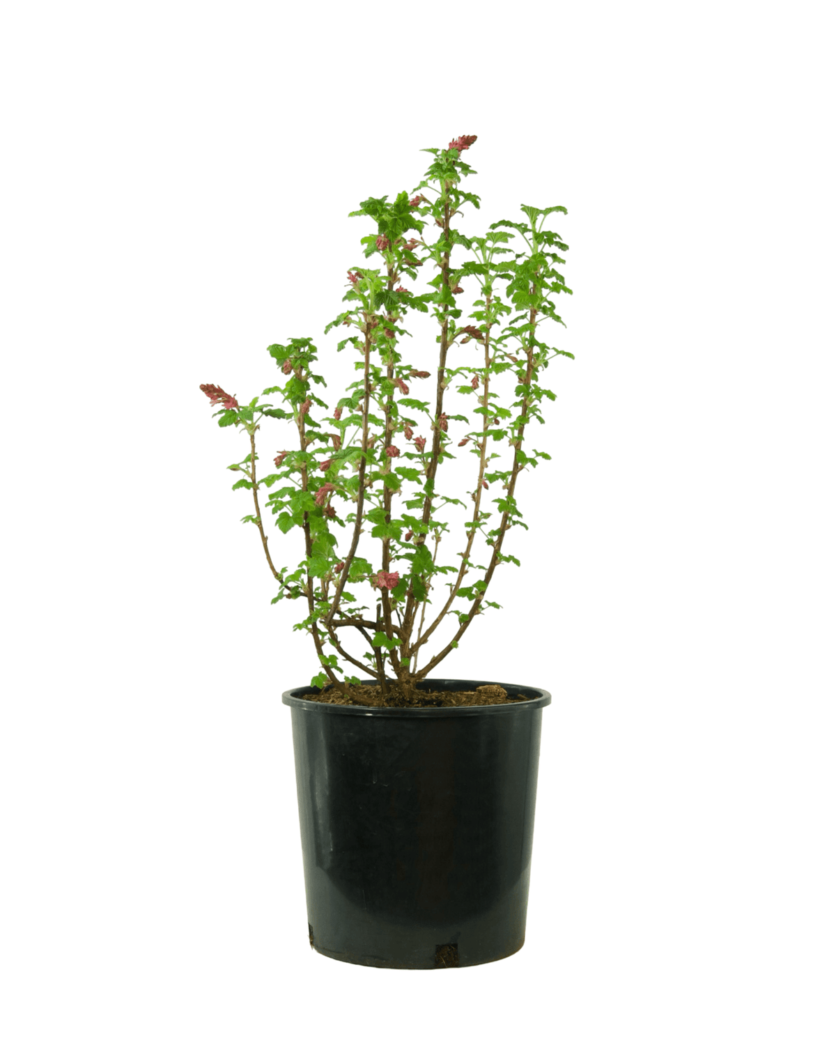 Ribes sanguineum 'King Edward VII' - Shrubs