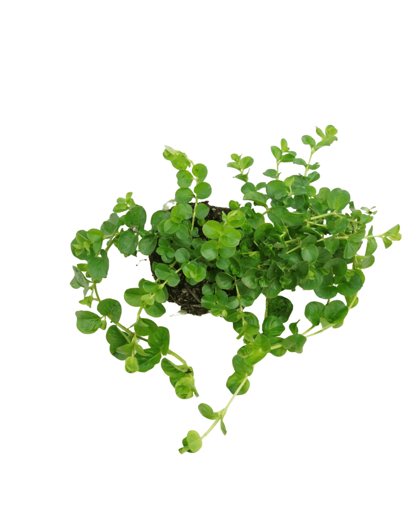 Lysimachia 'Green' - The Garden Corner