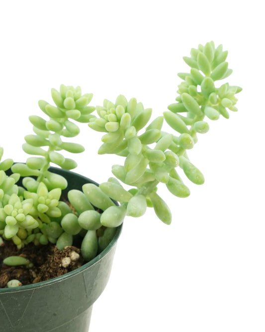 Sedum Morganianum - The Garden Corner
