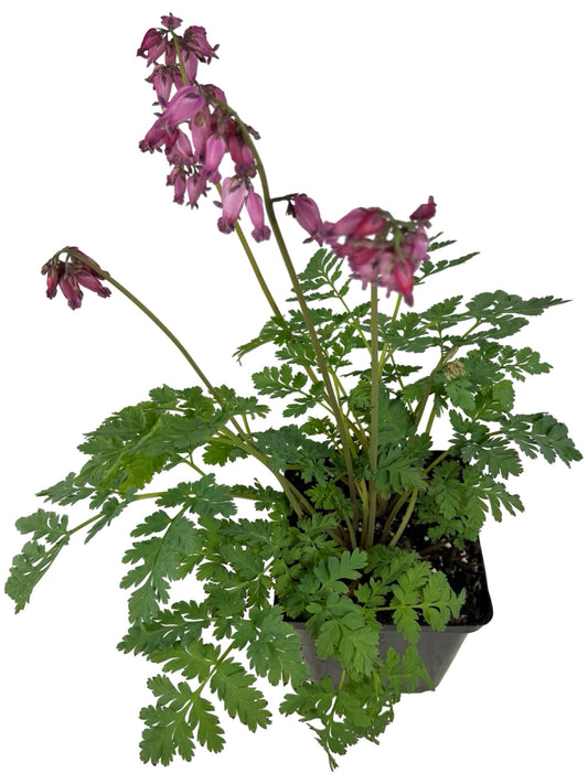 Dicentra formosa 'Luxuriant' - Perennials