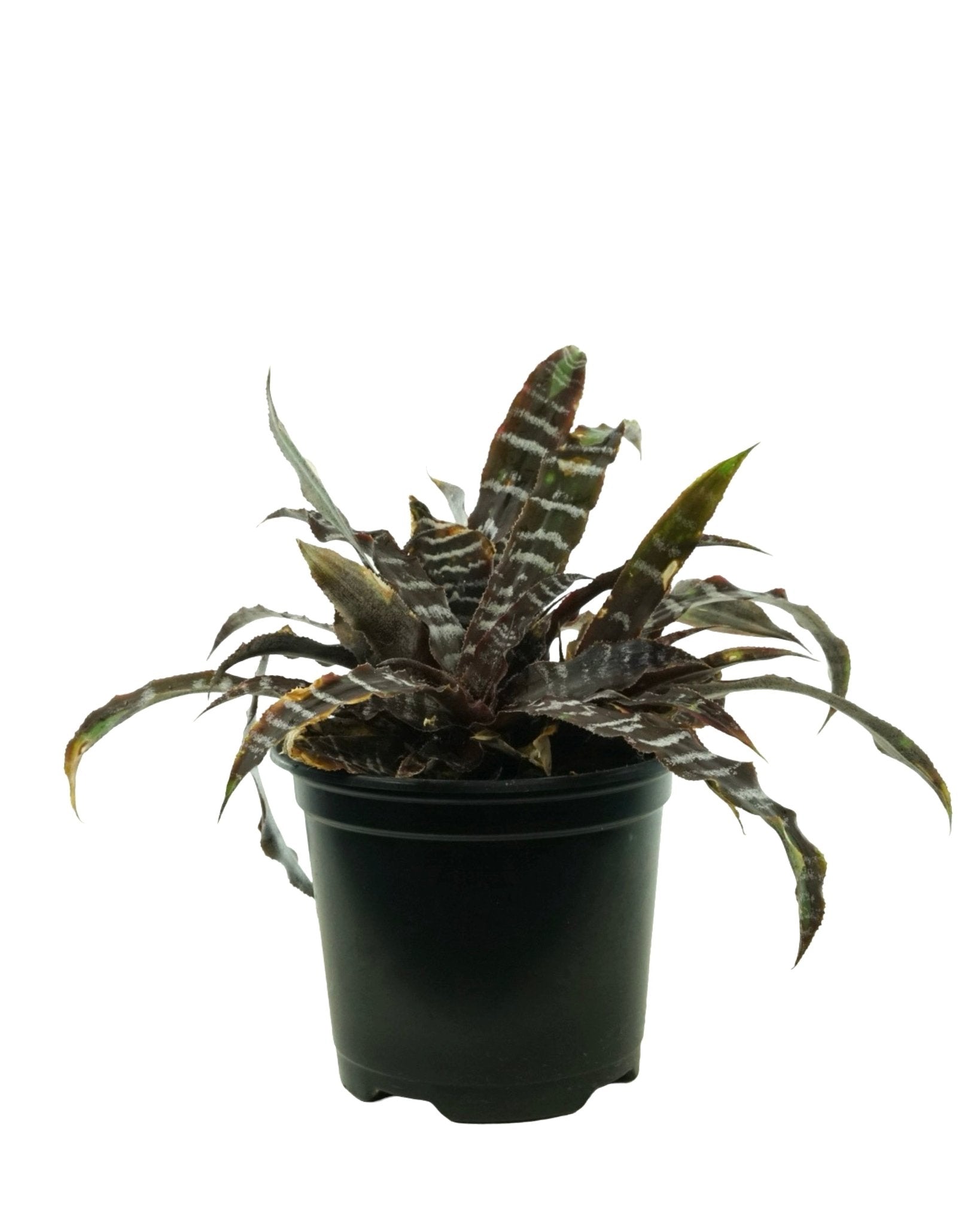Cryptanthus zonatus 'Zebrinus' – The Garden Corner