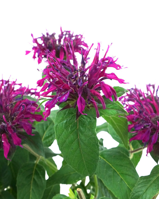 Monarda 'Balmy Lilac' - The Garden Corner