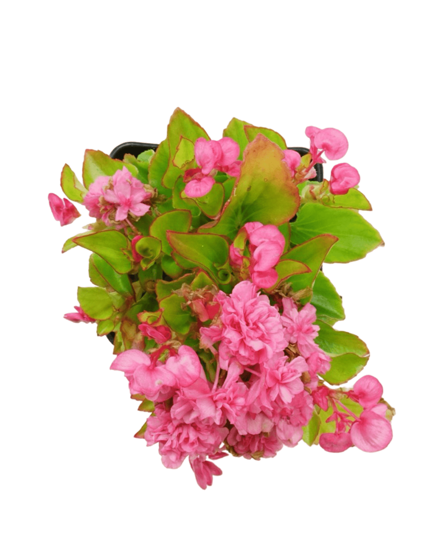 Begonia 'Double Up™ Pink' - The Garden Corner