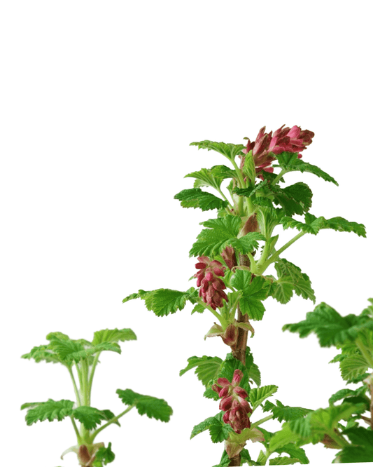 Ribes sanguineum 'King Edward VII' - The Garden Corner