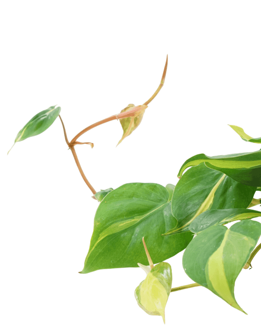 Philodendron hederaceum 'Brasil' - The Garden Corner