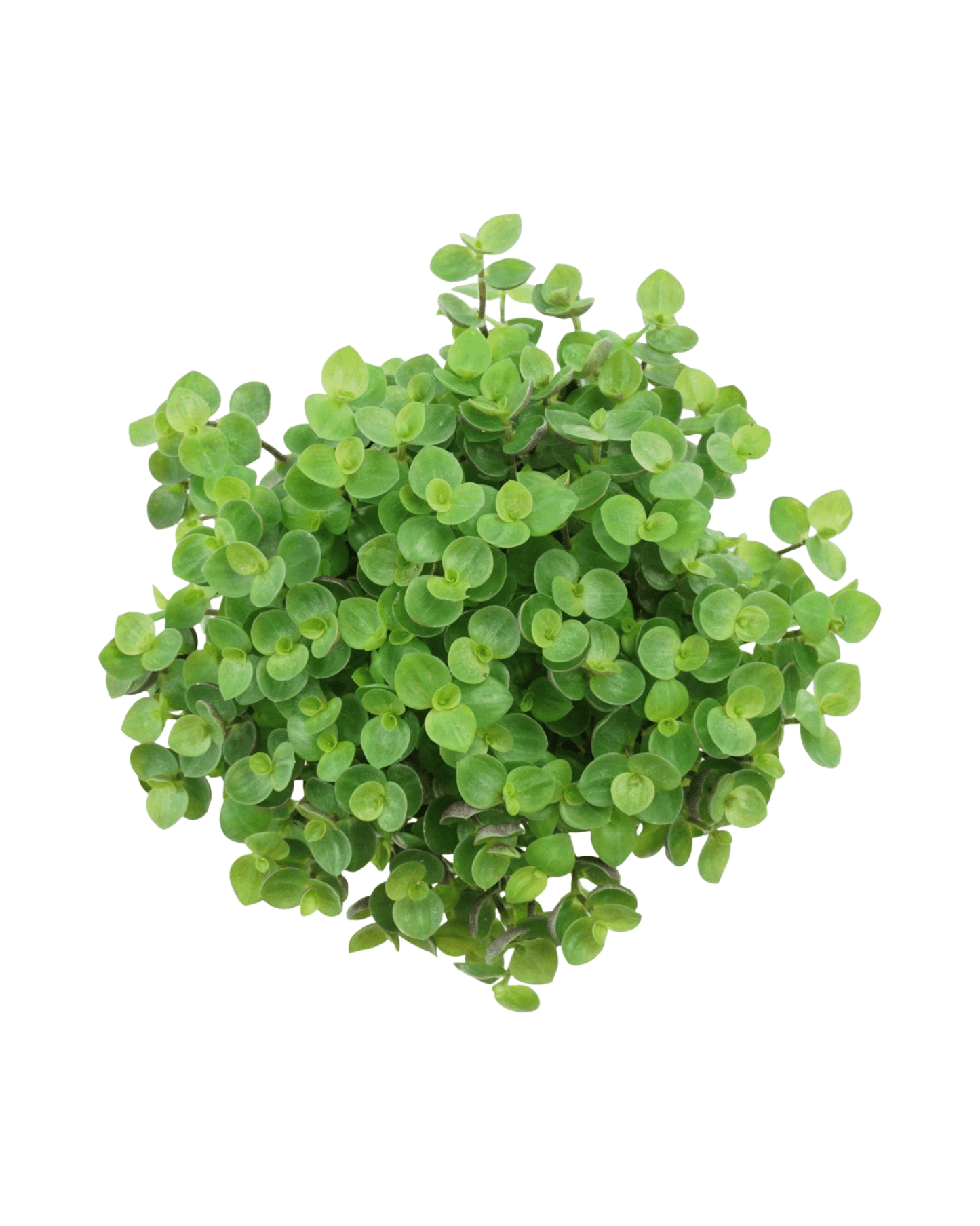 Callisia repens 4 inch - The Garden Corner