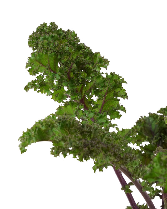 Kale 'Redbor' - The Garden Corner