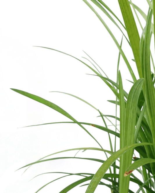 Liriope muscari 'Big Blue' - The Garden Corner