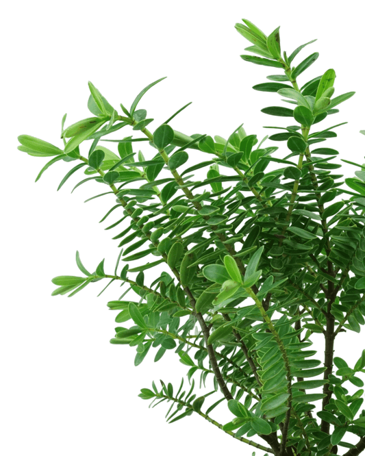 Hebe x 'Milkyway' - The Garden Corner