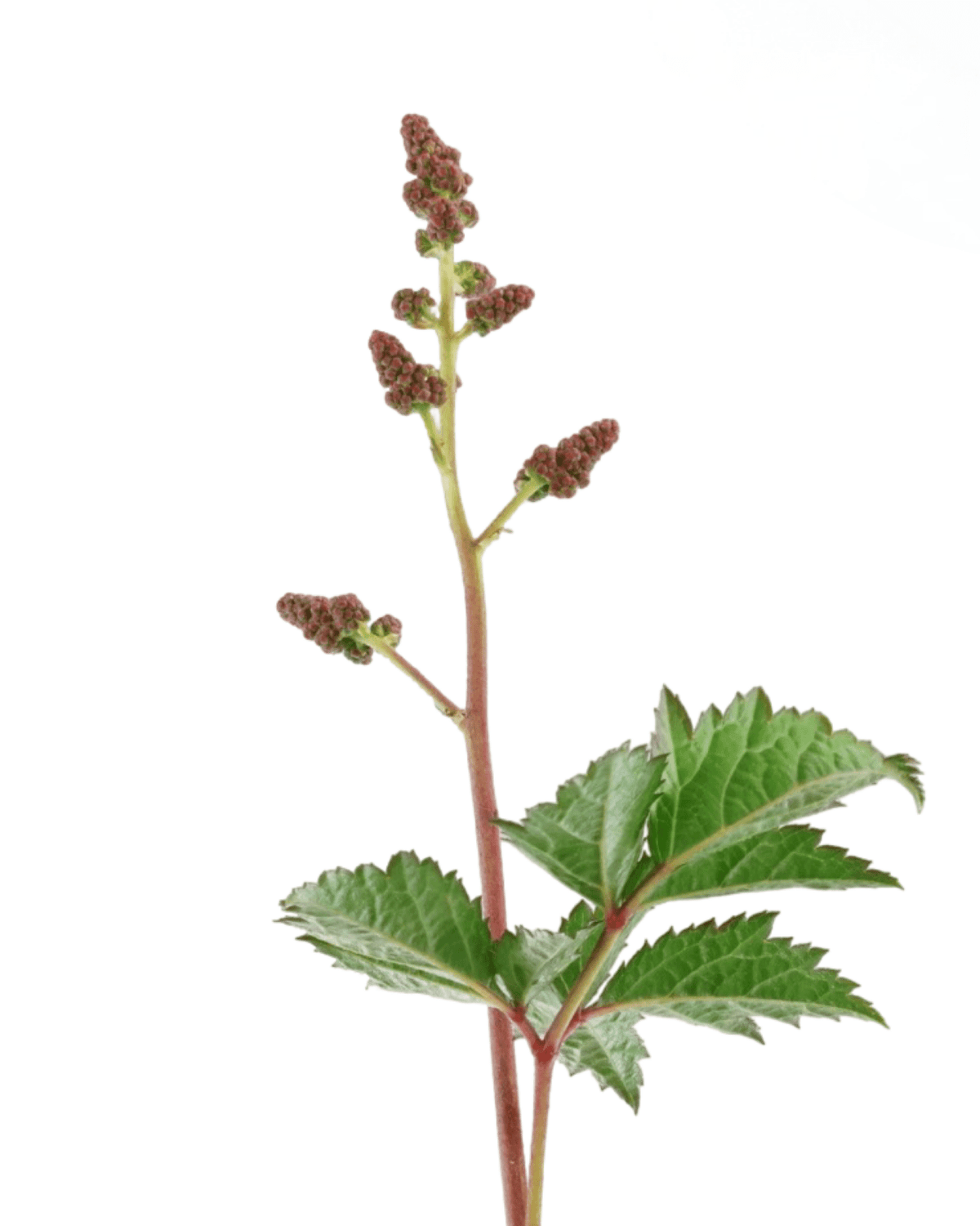 Astilbe arendsii 'Rheinland' - Perennials