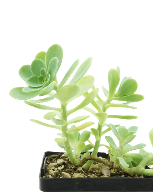 Sedum palmeri - The Garden Corner