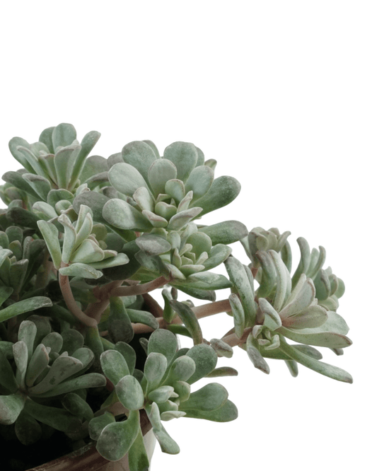 Sedum spathulifolium 'Carnea' - The Garden Corner