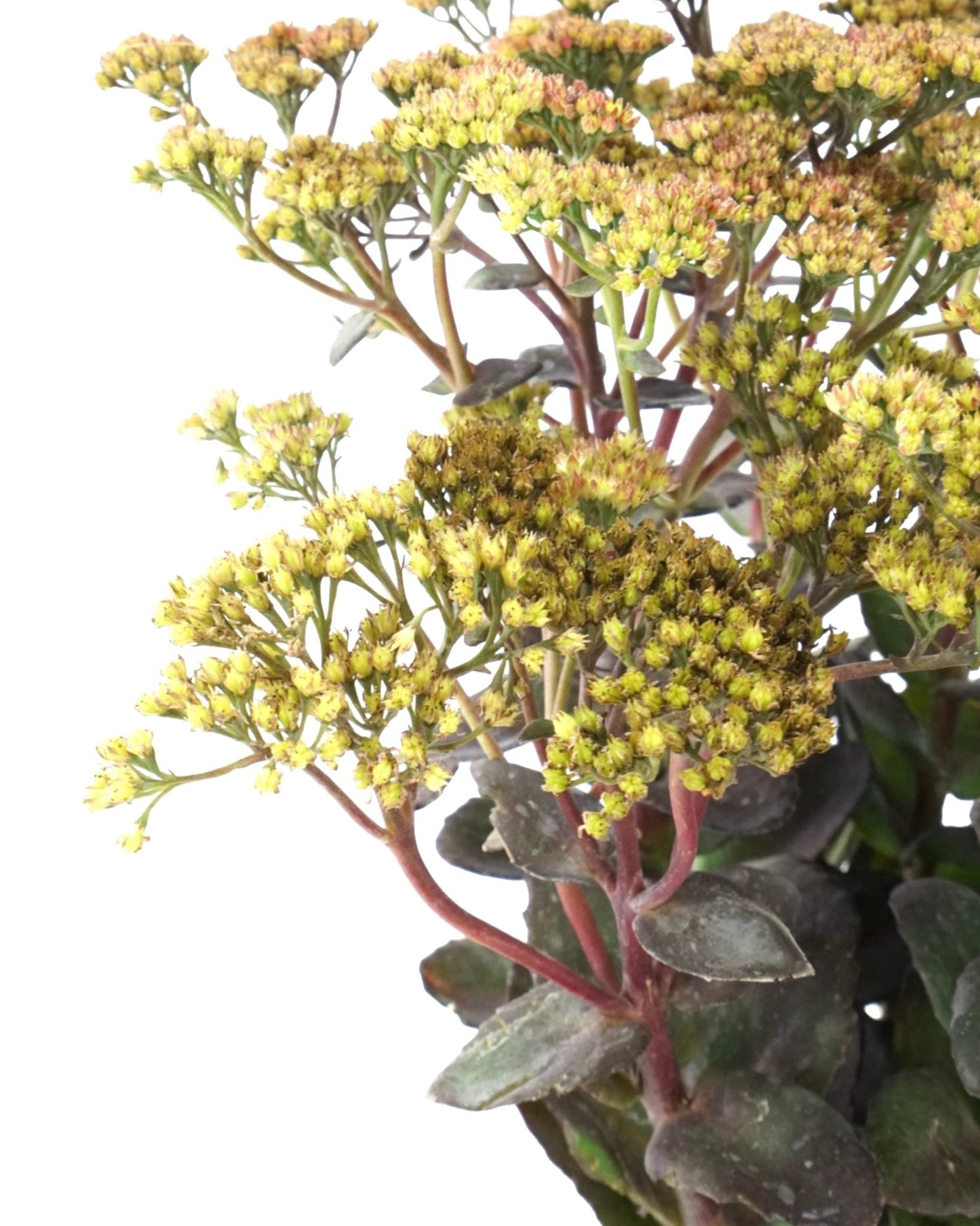Sedum 'Conga Line' - The Garden Corner
