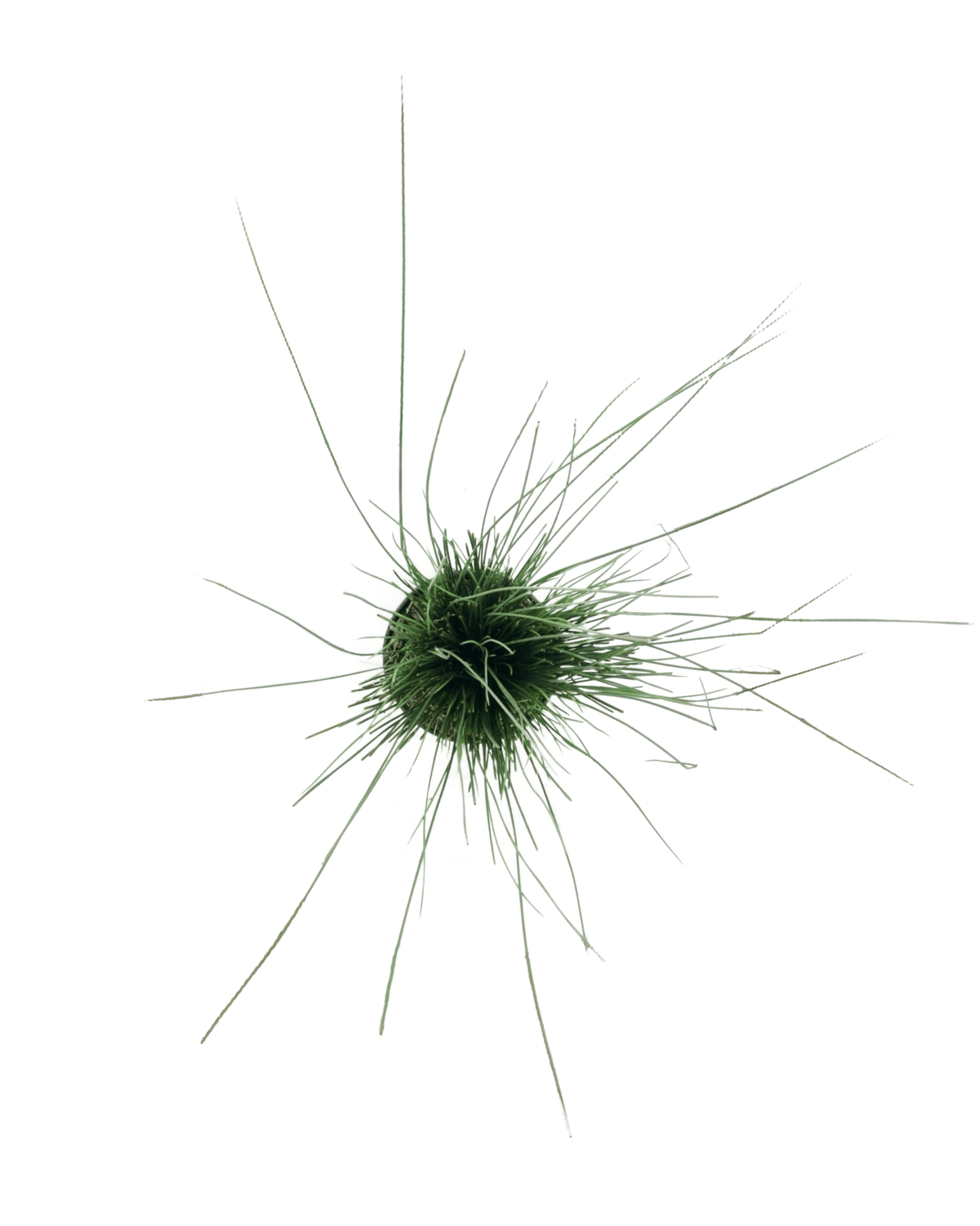 Juncus tenuis 'Blue Dart' - The Garden Corner