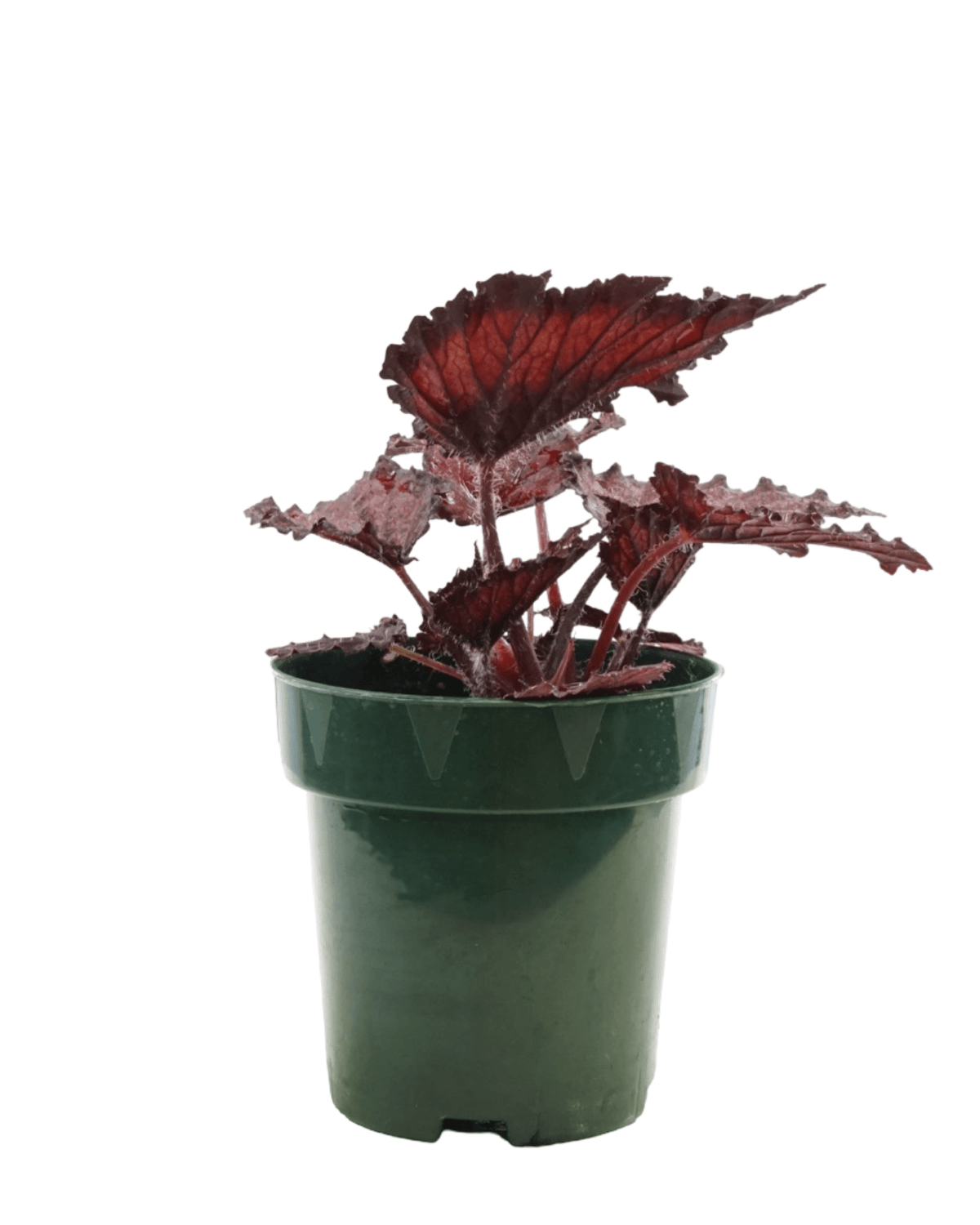 Rex Begonia 'Red Splash' - Annuals