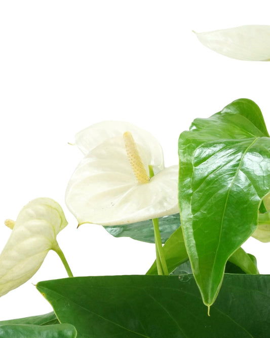 Anthurium andraeanum - The Garden Corner