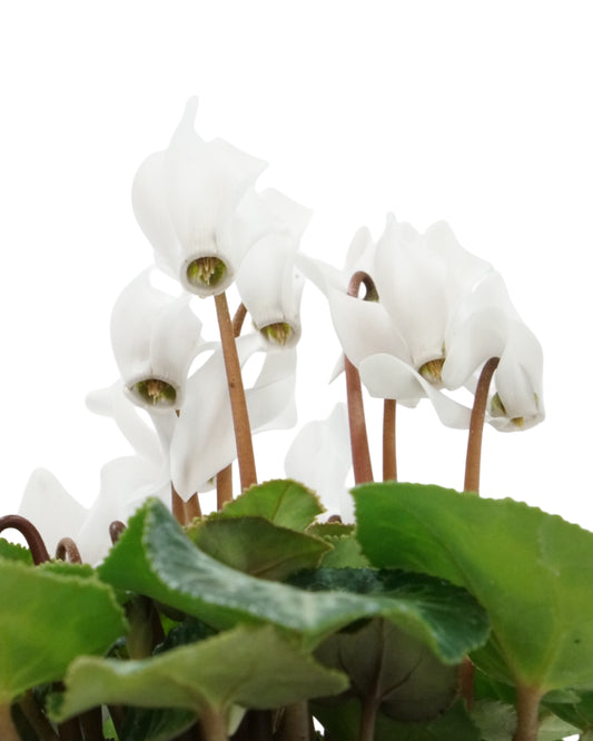 Cyclamen 'Miracle White'