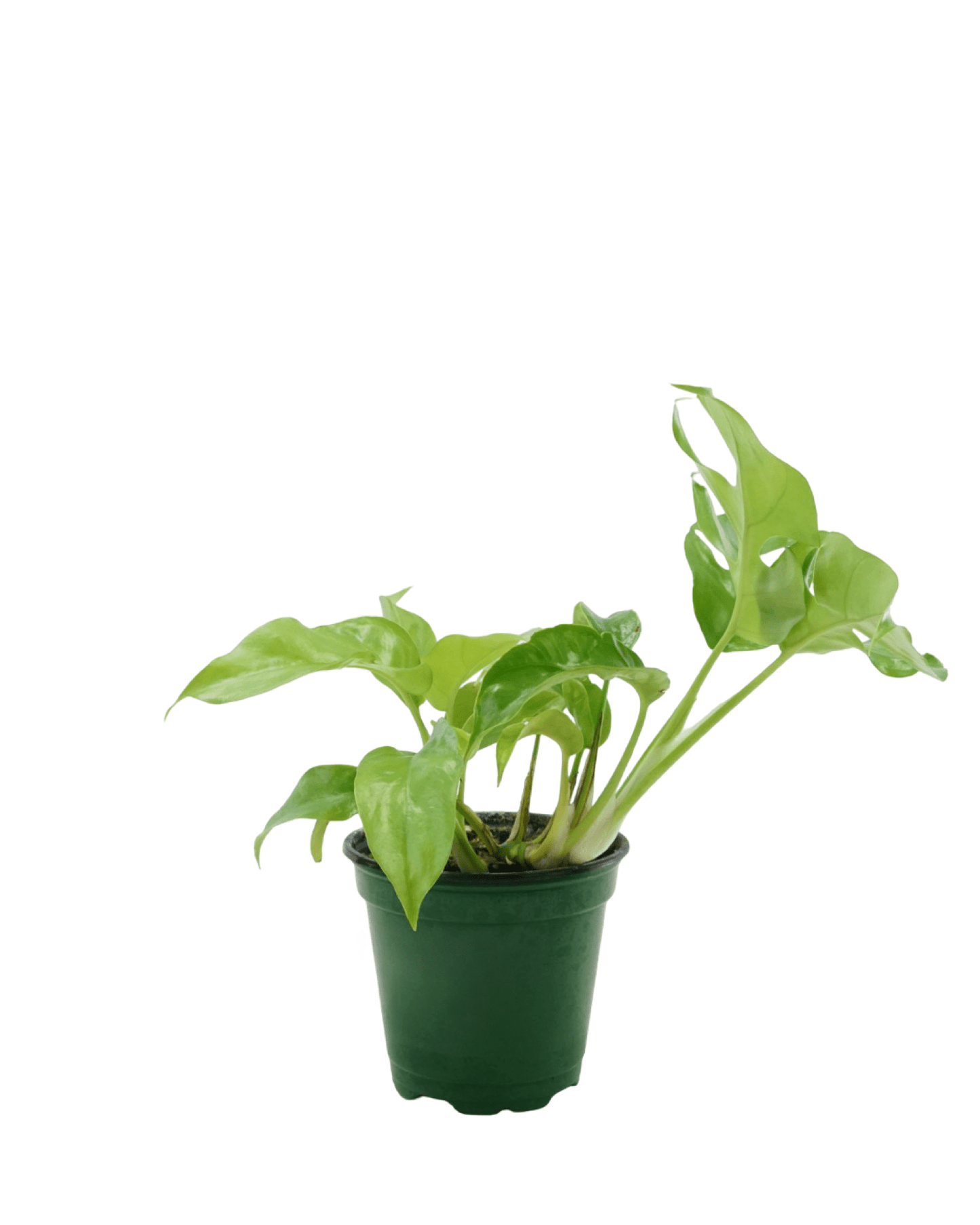 Rhaphidophora tetrasperma - The Garden Corner