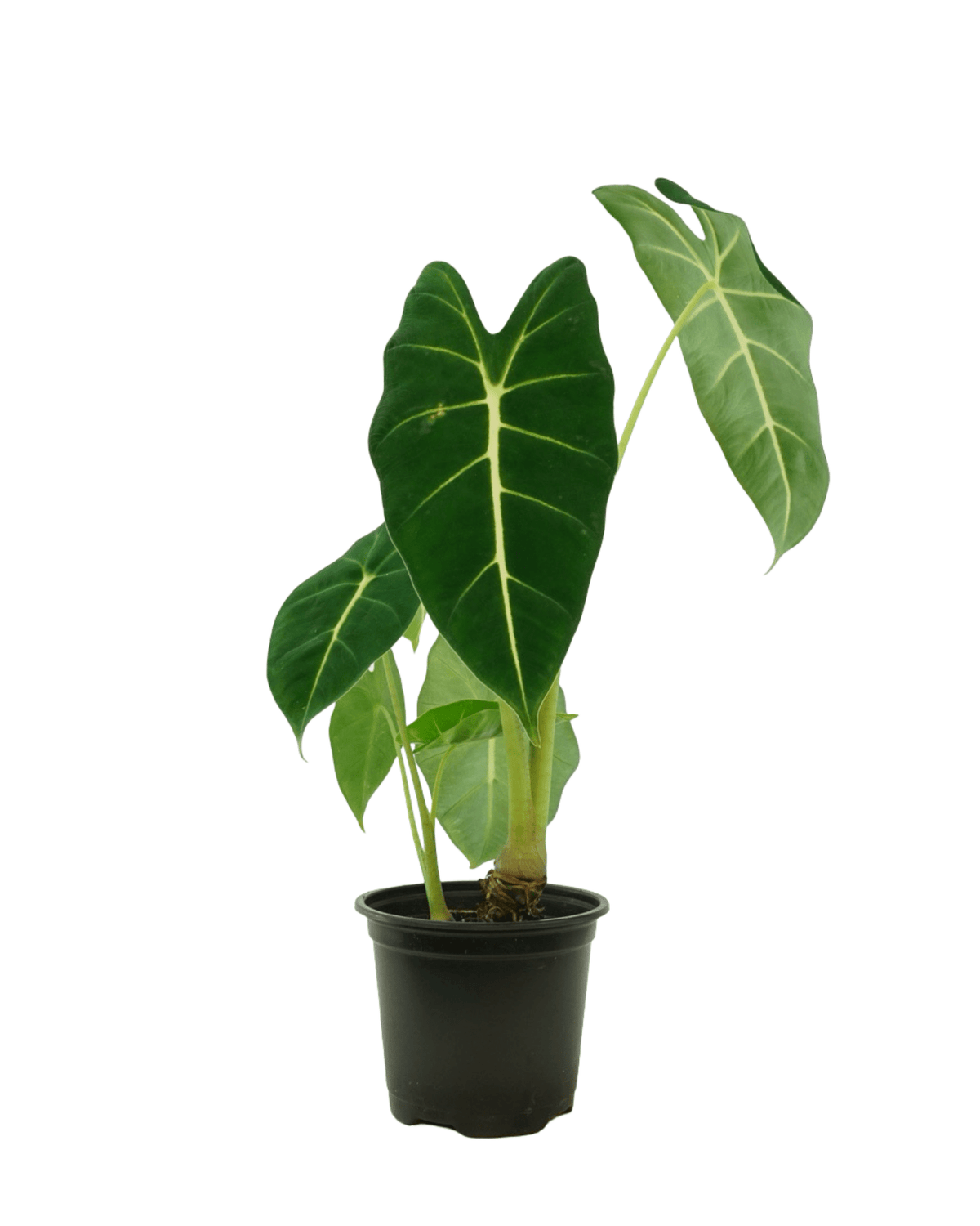 Alocasia 'Frydek' - House Plants