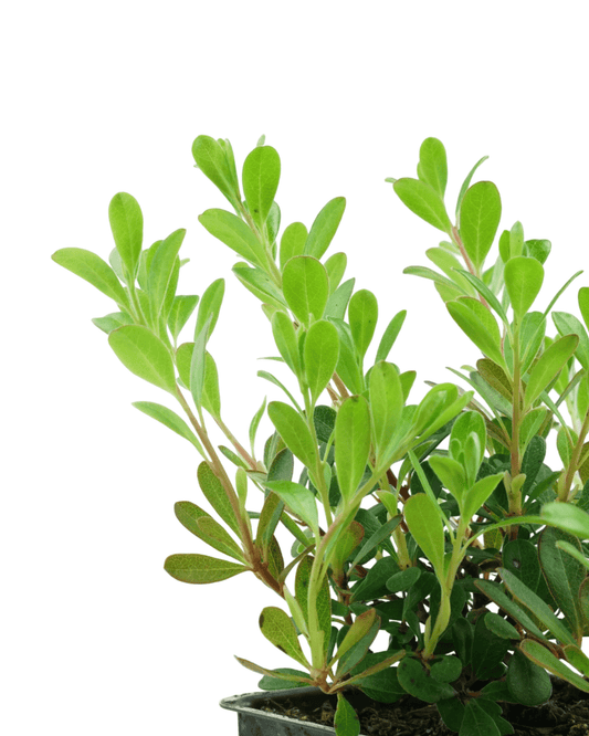 Arctostaphylos uva ursi 'Massachusetts' - Groundcovers