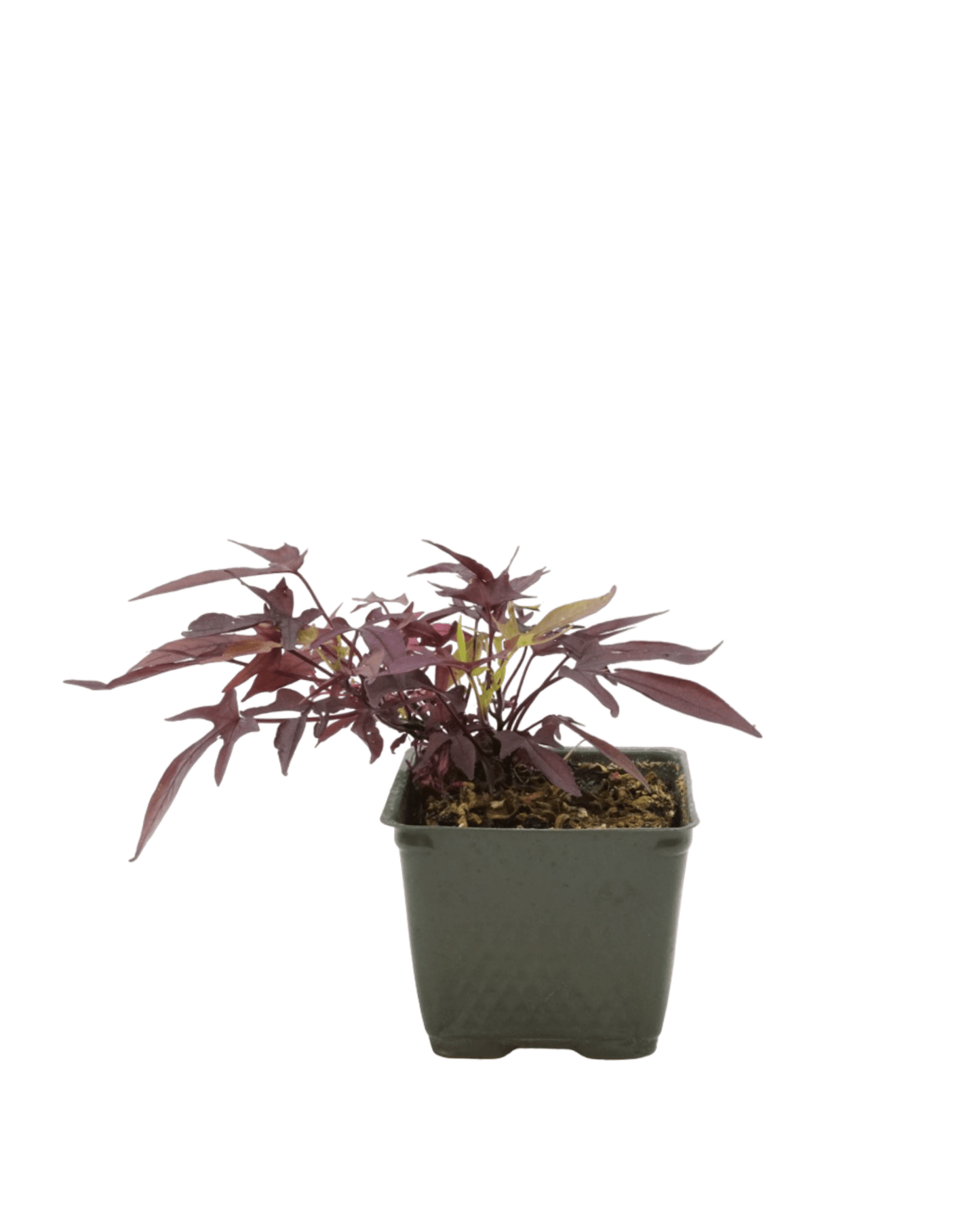 Ipomoea 'Spotlight Red' - The Garden Corner