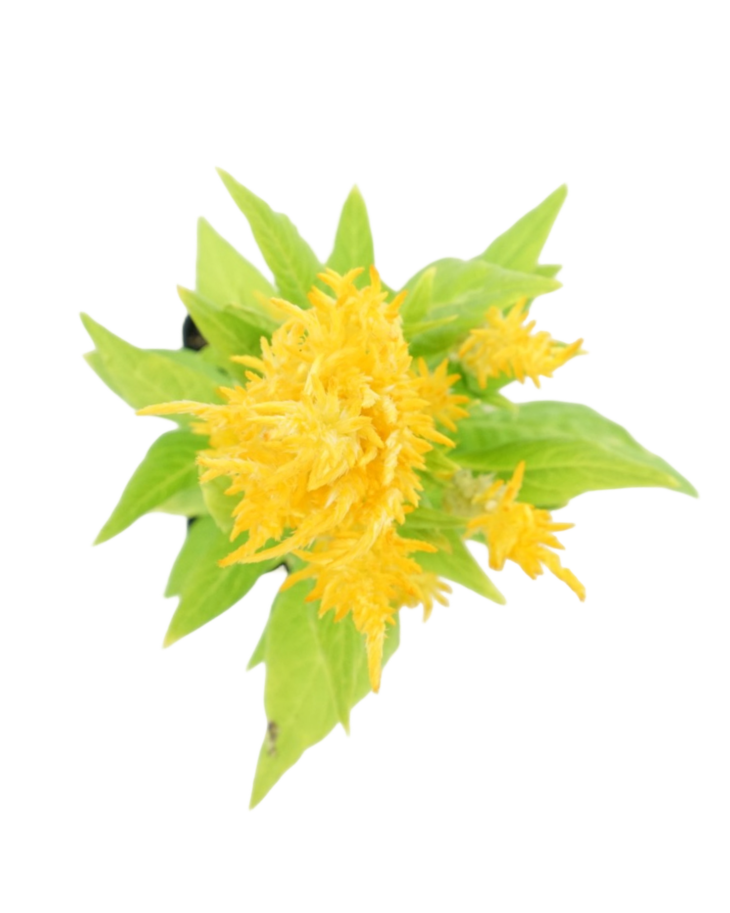 Celosia 'Fresh Look Yellow'