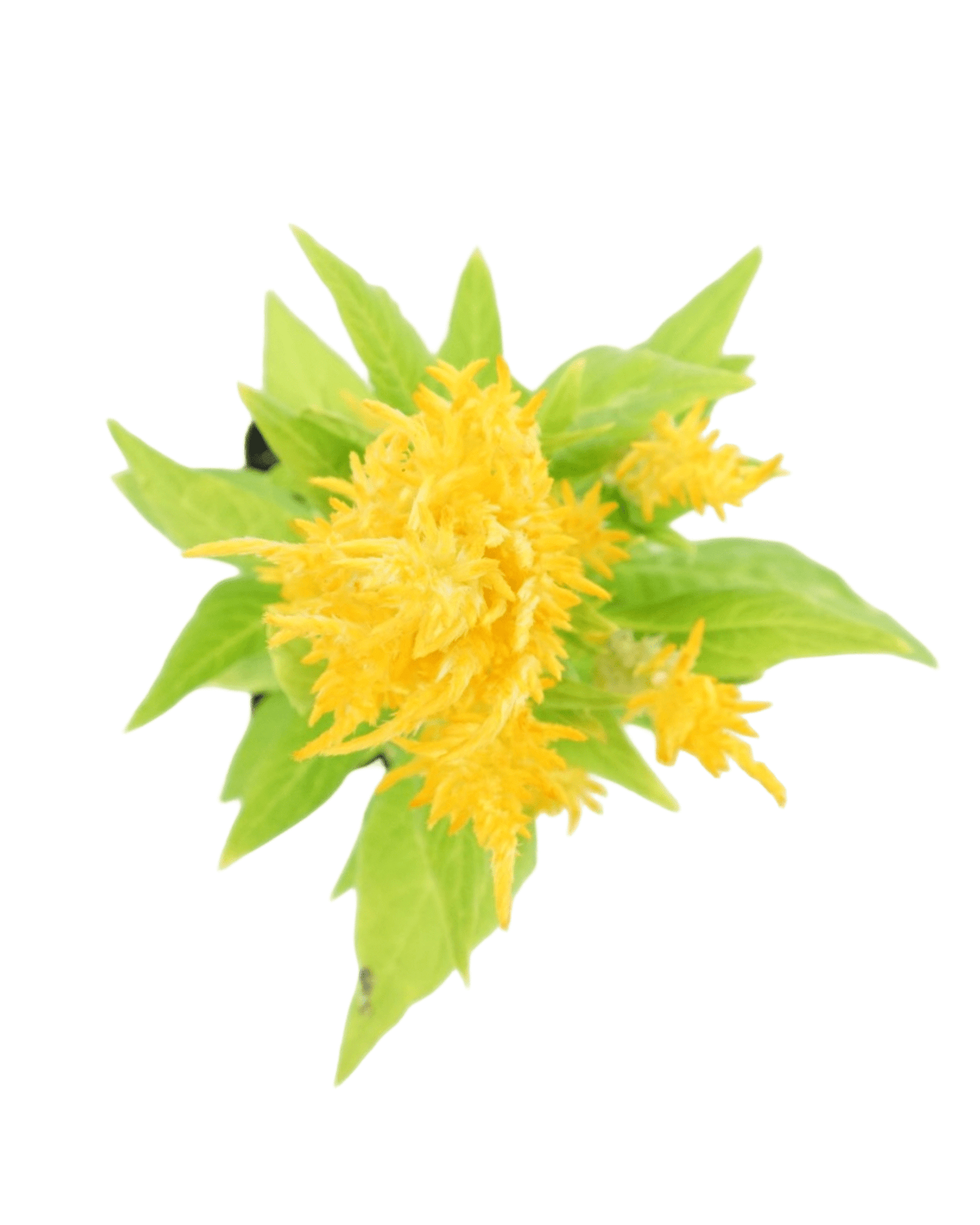 Celosia 'Fresh Look Yellow' - The Garden Corner