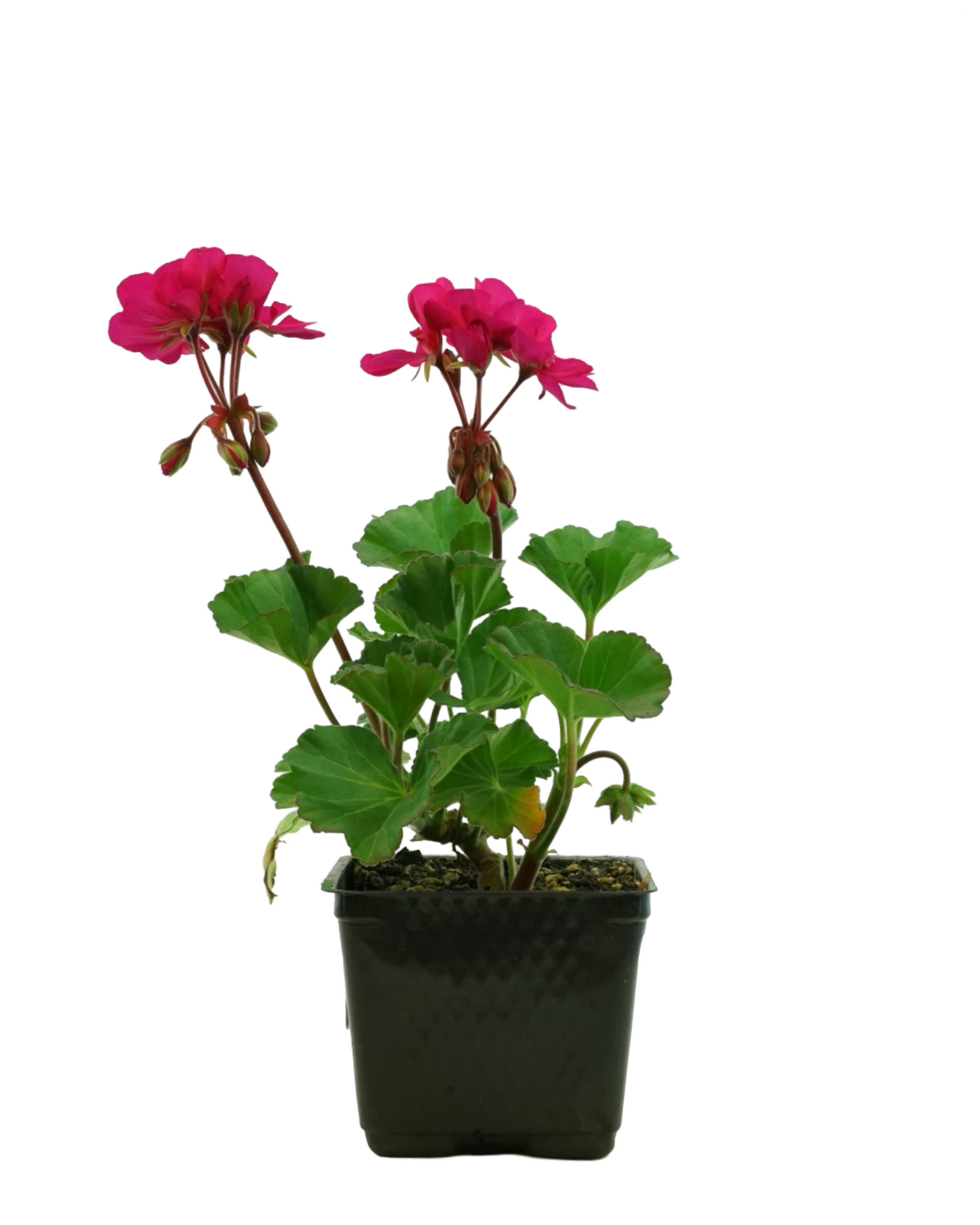 Geranium Zonal 'Tango Violet'