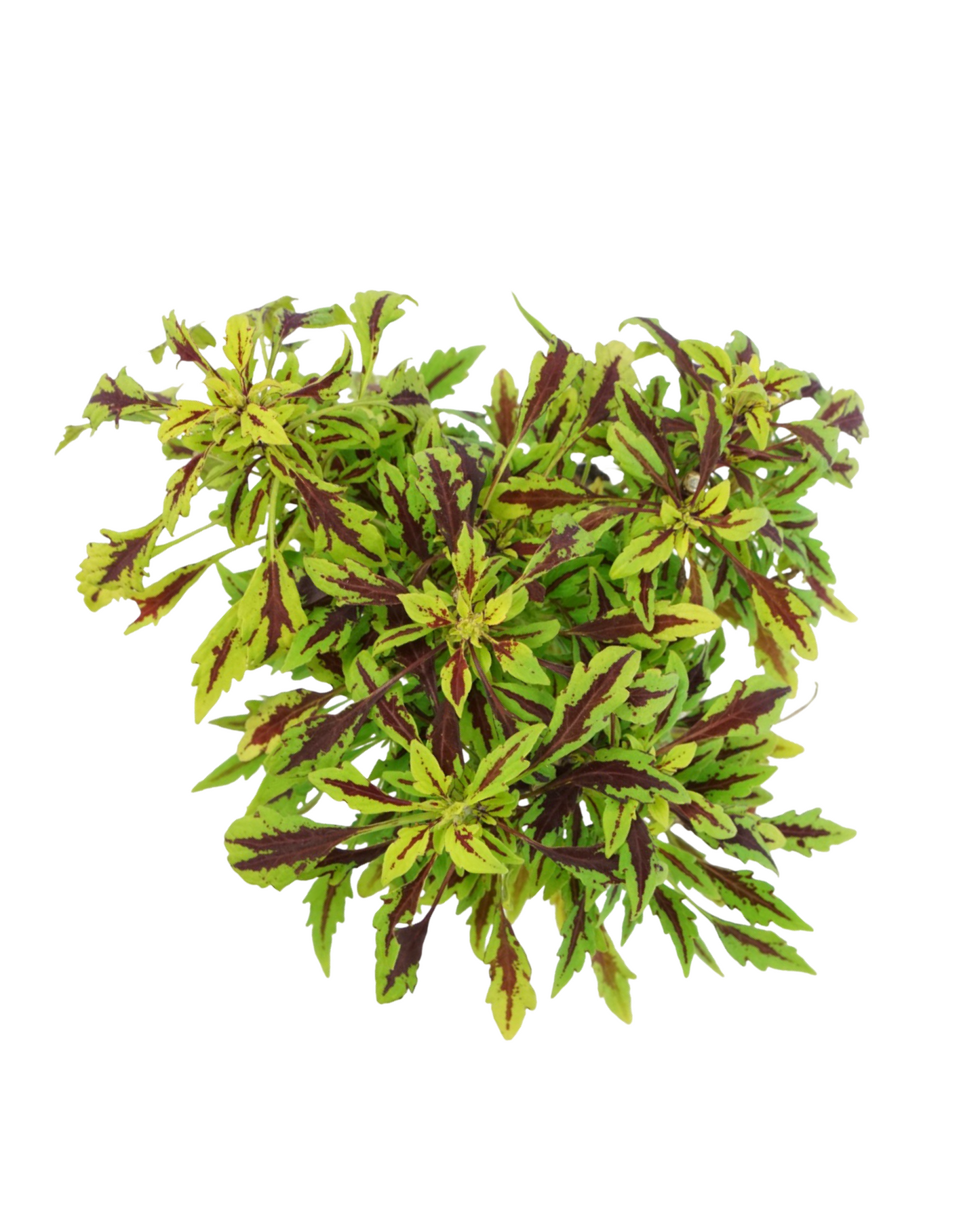 Coleus 'Flame Thrower Chipotle' 4 Inch - Annuals