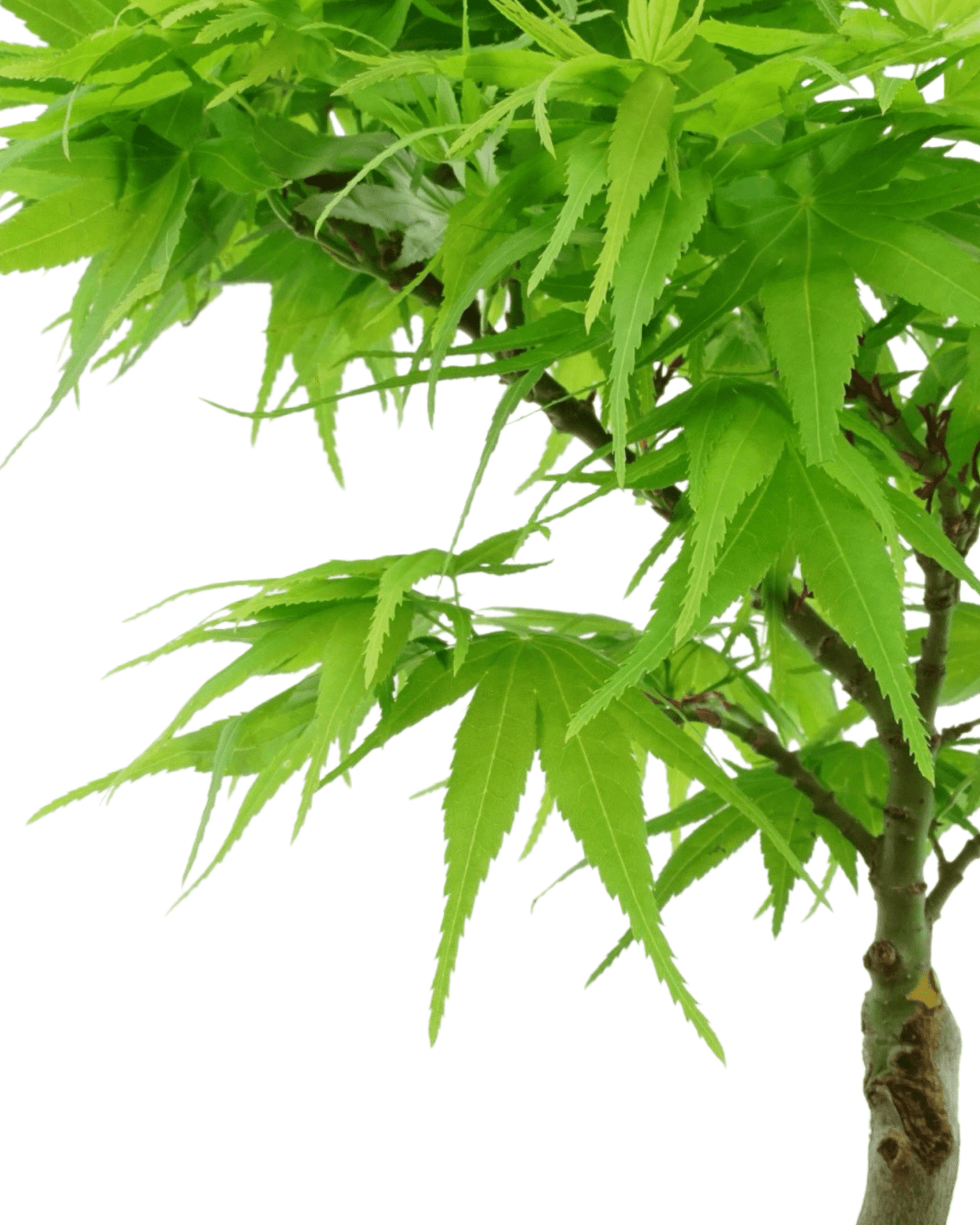 Acer palmatum 'Mikawa Yatsubusa' - Trees