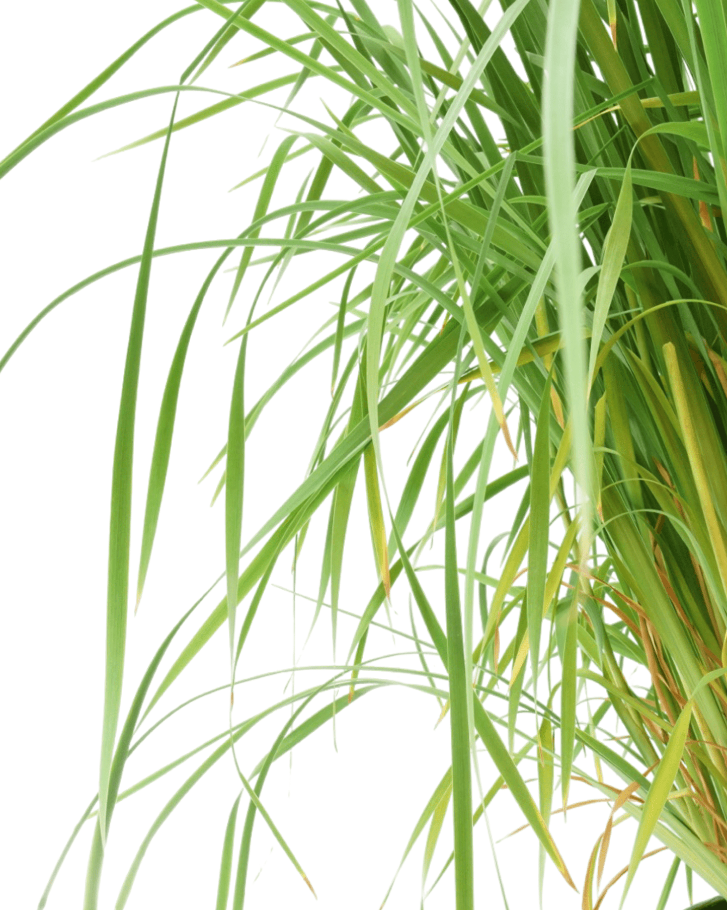 Iris Caesar's Brother - The Garden Corner