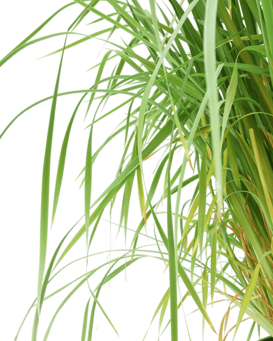 Iris Caesar's Brother - The Garden Corner