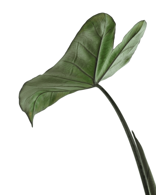 Colocasia esculenta 'Fontanesii' - The Garden Corner