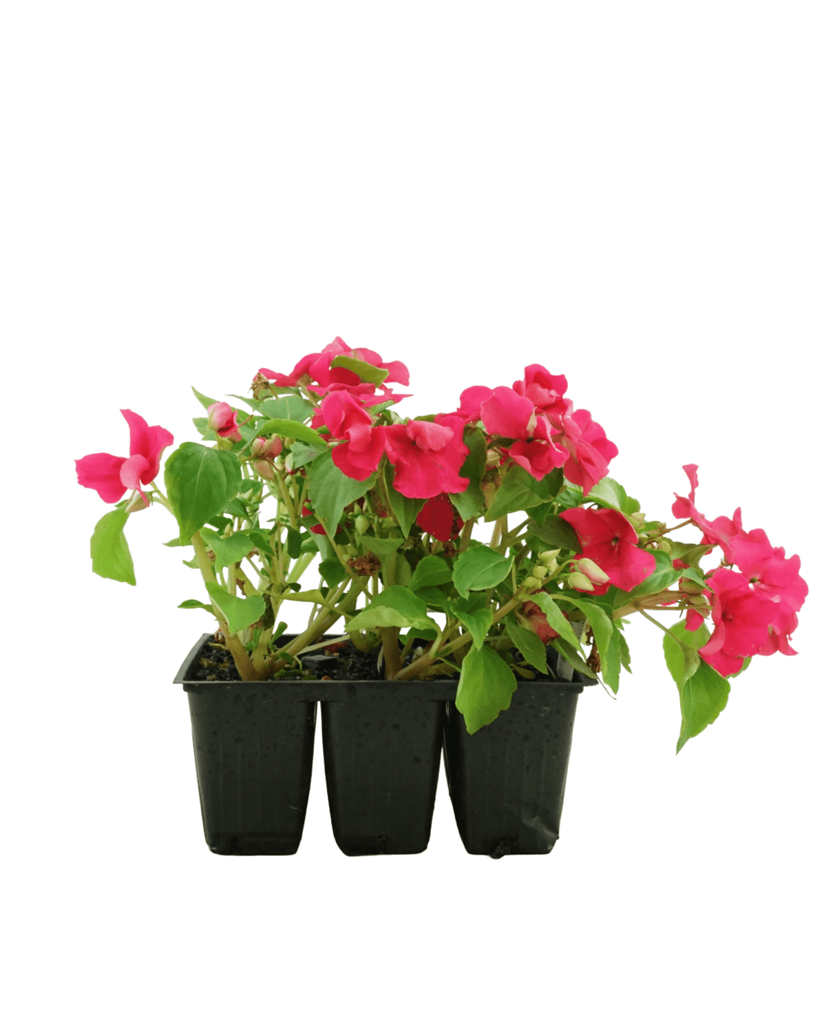 Impatiens 'Beacon Lipstick' - Annuals