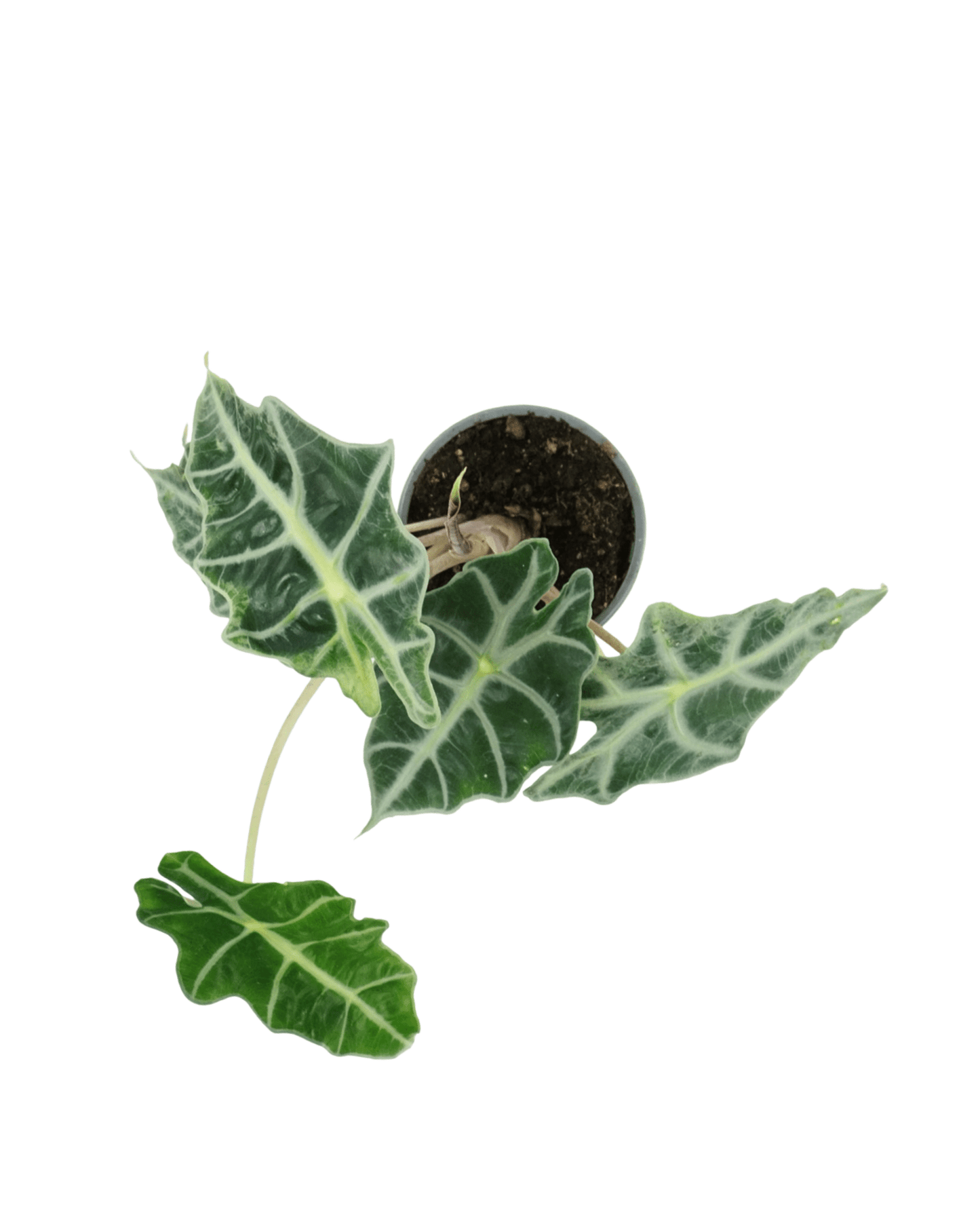 Alocasia amazonica - The Garden Corner