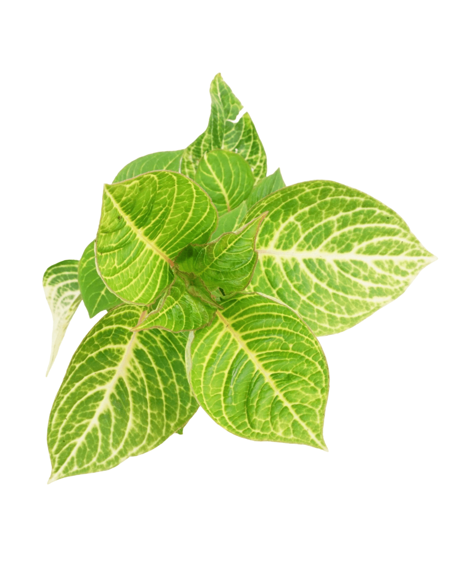 Iresine 'Blazin Lime' - The Garden Corner