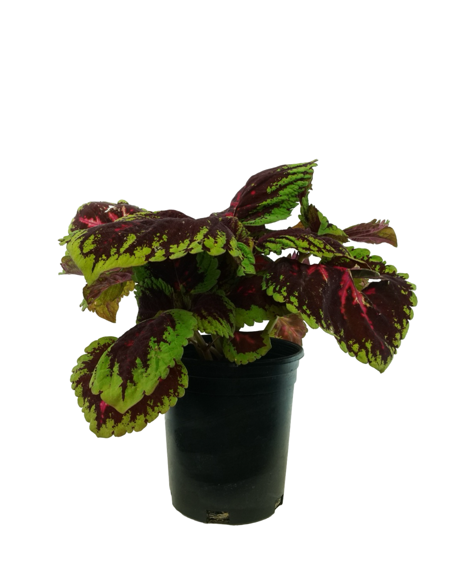 Coleus 'Kong Red'