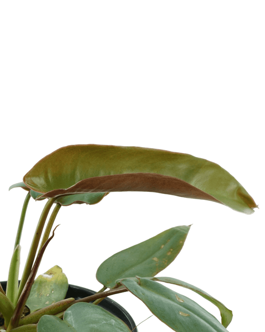 Philodendron atabapoense - The Garden Corner