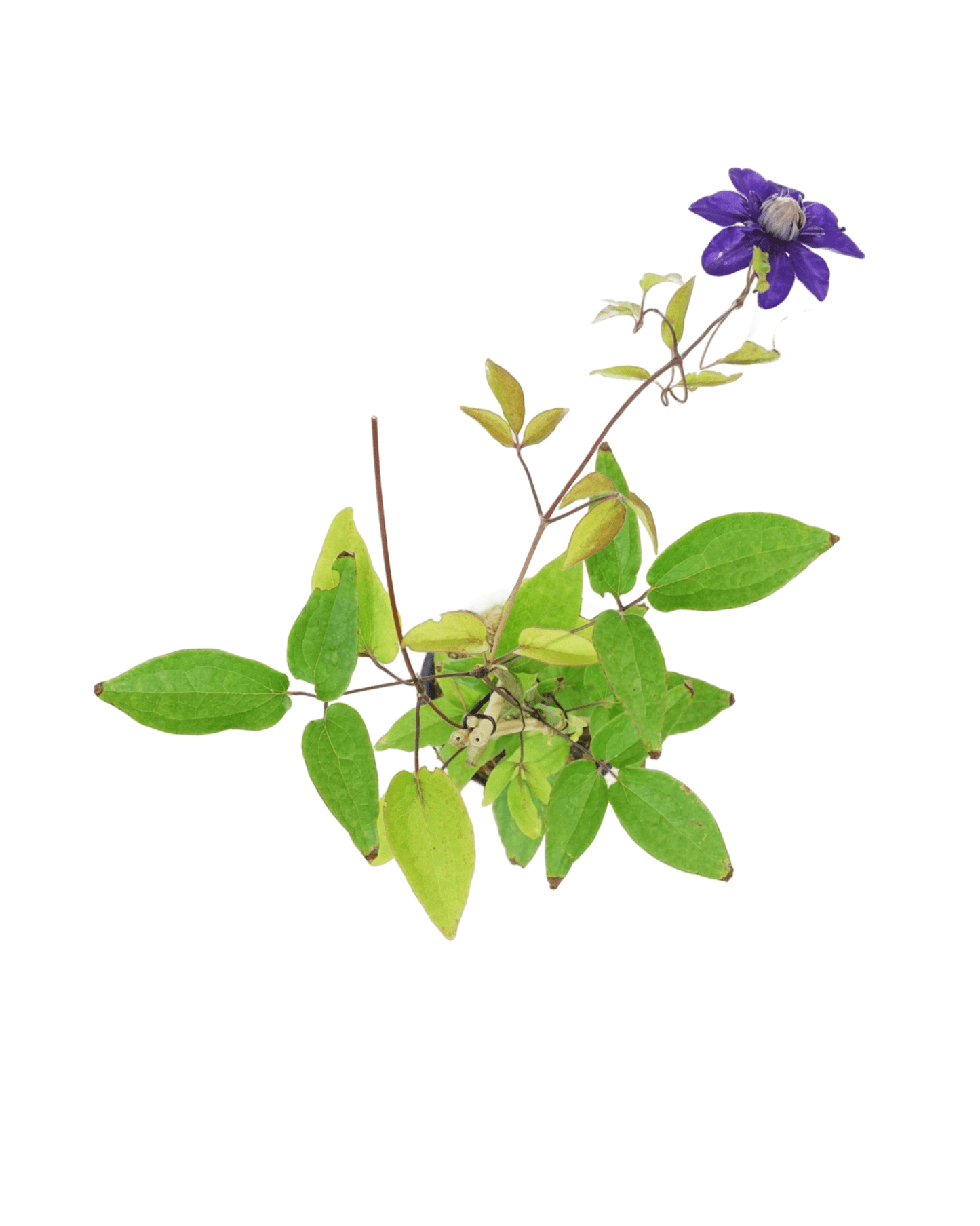 Clematis 'Multi - Blue' - The Garden Corner