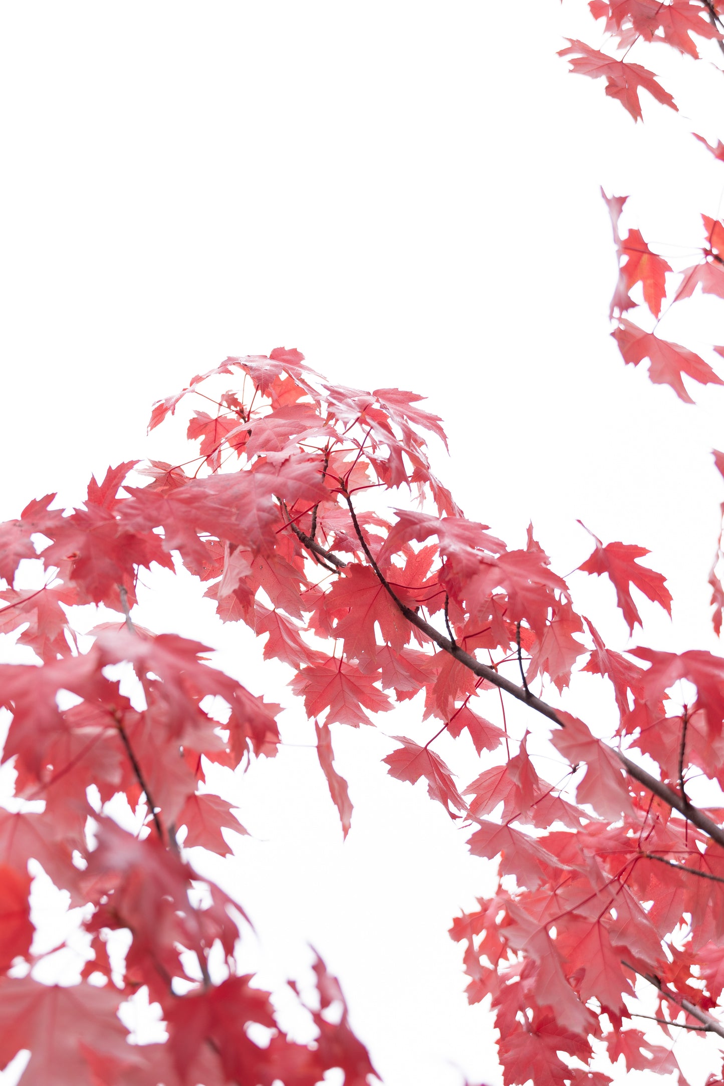 Acer freemanii Autumn Blaze 10 Gallon - Trees