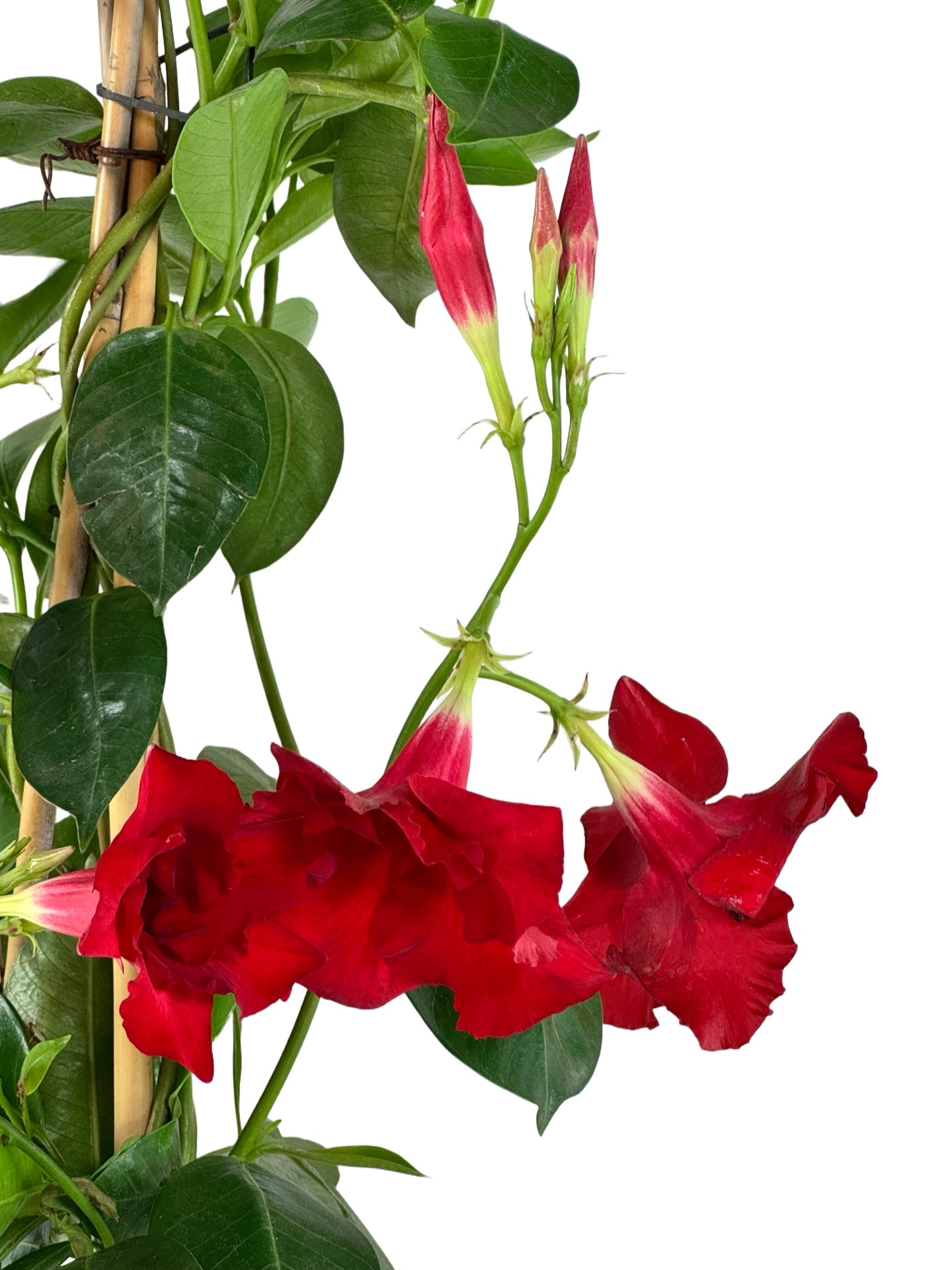 Mandevilla Sundenia® 'Red Improved - Tropical Plants