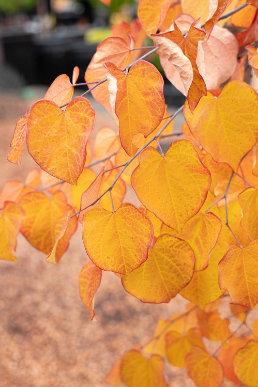 Cercis canadensis 'Ruby Falls