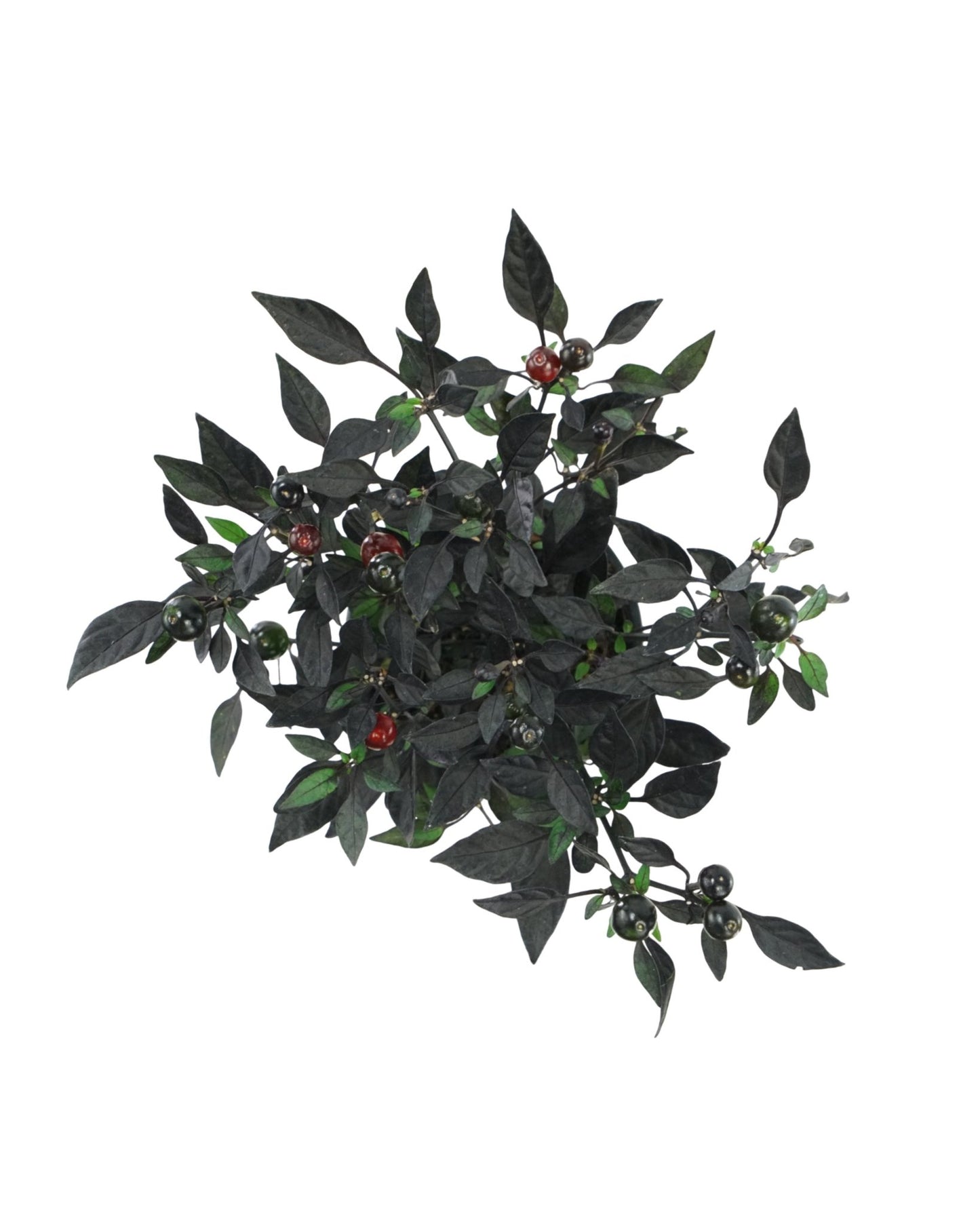 Capsicum annuum 'Onyx Red' - The Garden Corner