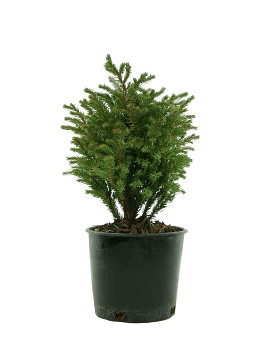 Chamaecyparis pisifera 'Blue Moon' - The Garden Corner