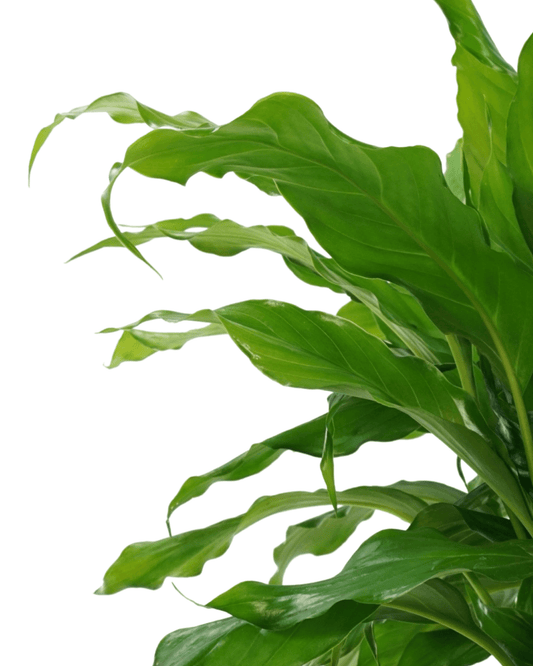 Spathiphyllum wallisii - The Garden Corner
