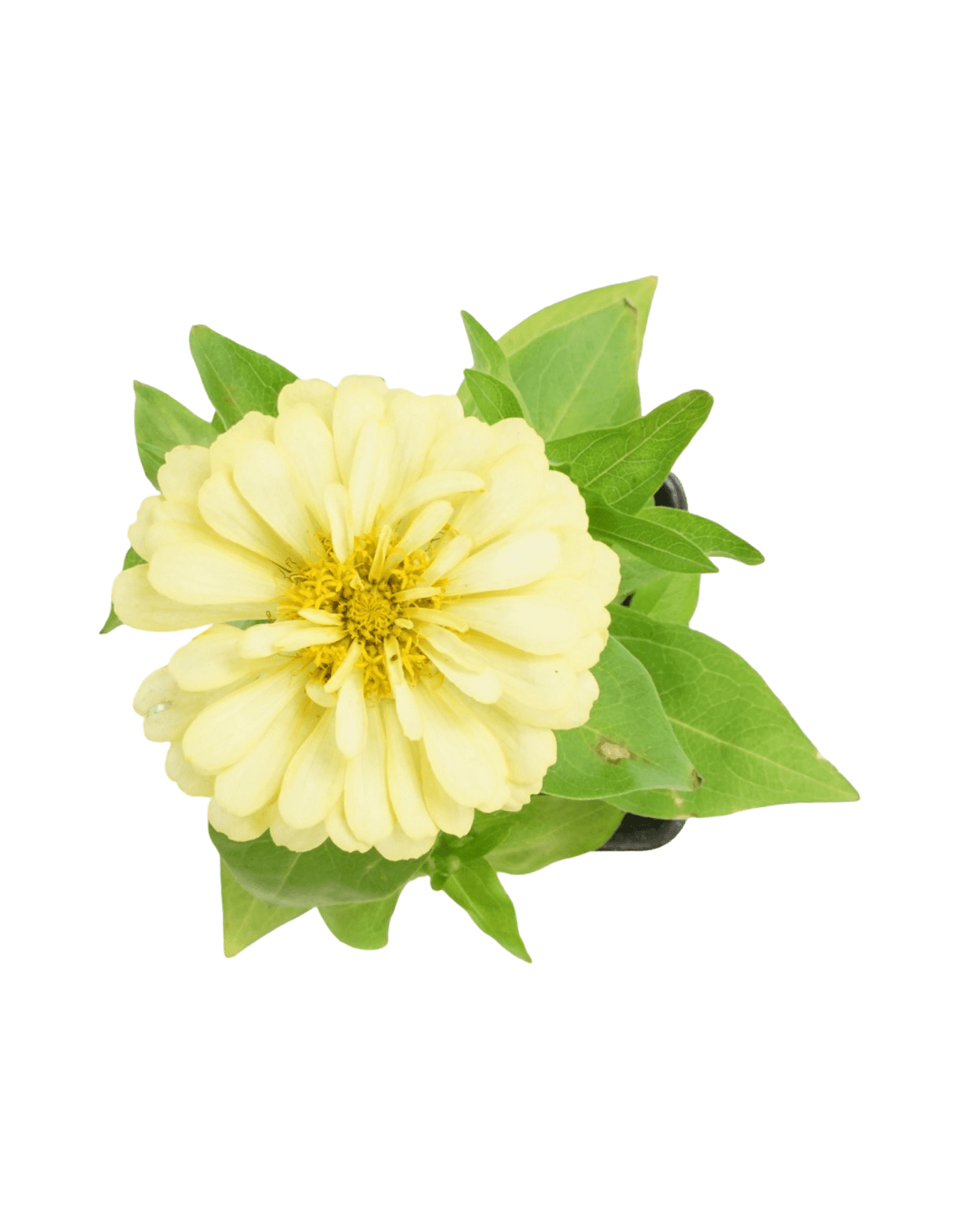Zinnia Dreamland Mix - Annuals