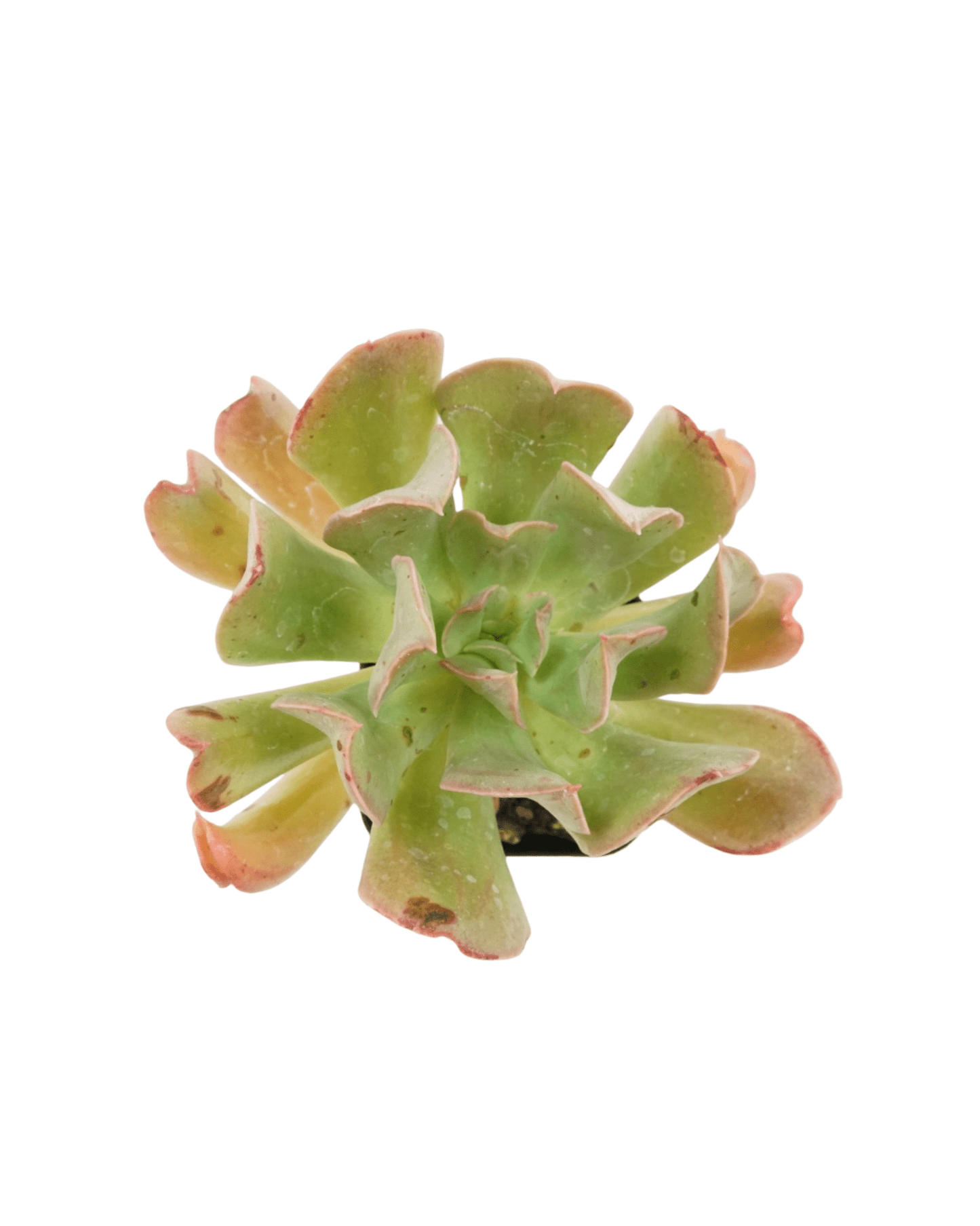 Echeveria runyonii - The Garden Corner