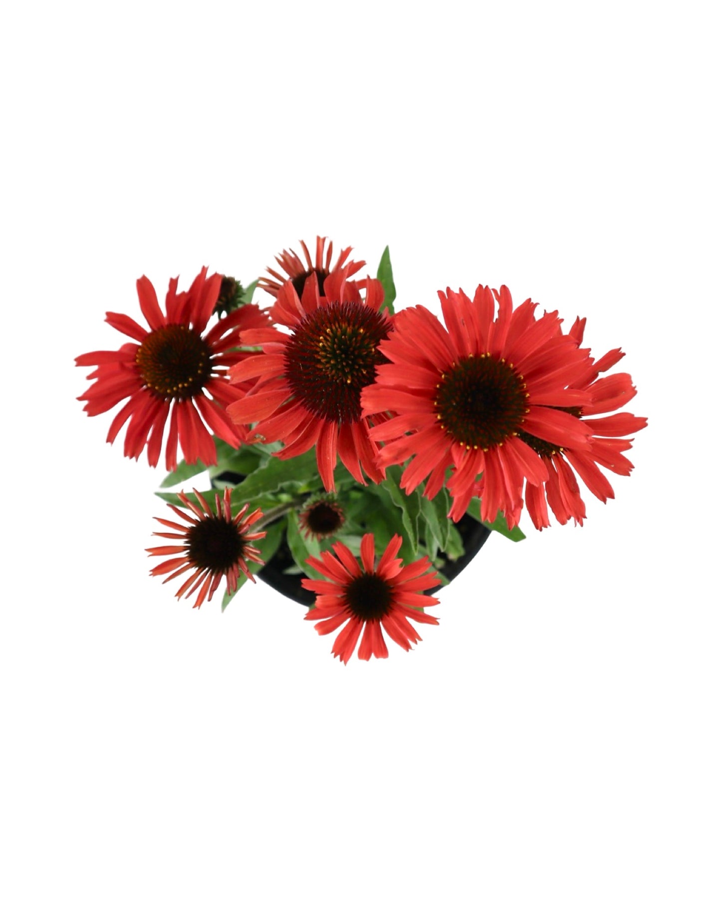 Echinacea 'Prima Ruby' - Perennials