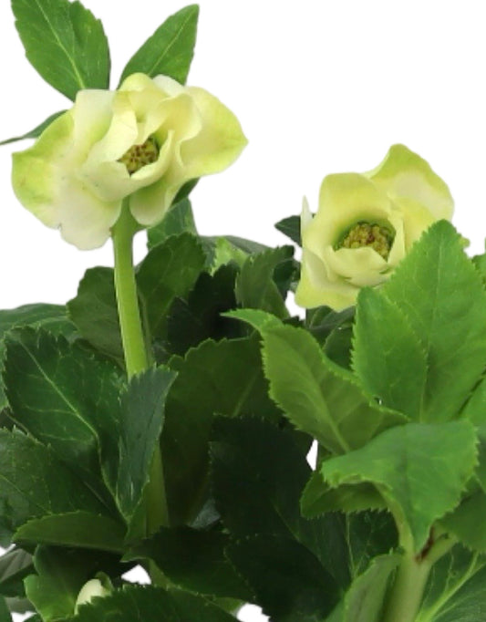 Helleborus x lemperii 'Winter Ballet Lisann' - The Garden Corner